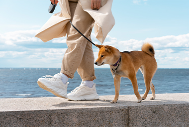 Pet Accessory